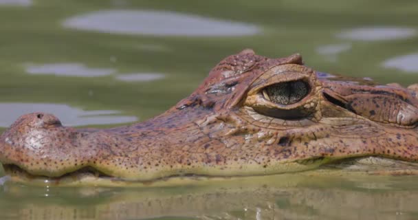 哥伦比亚圣安德烈斯岛拉古纳大池塘水面上漂浮着一只鳄鱼 — 图库视频影像