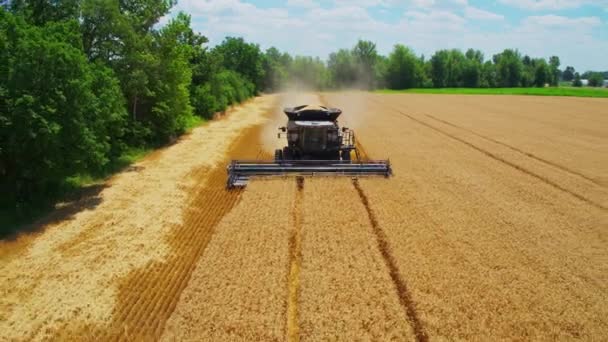 Rückwärtsfahrende Drohne Vor Mähdrescher Bei Der Weizenernte Ländlichen Ohio Abgeschossen — Stockvideo