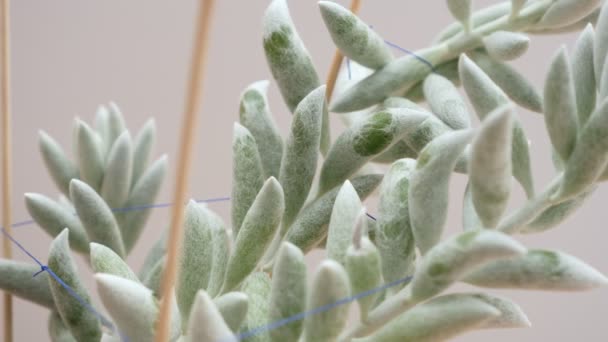 Senecio Haworthii Succulent Cocoon Plant Close Rotating Shot — Stock Video