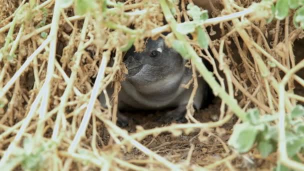 Cewek Penguin Afrika Bersembunyi Liang Antara Vegetasi Closeup — Stok Video