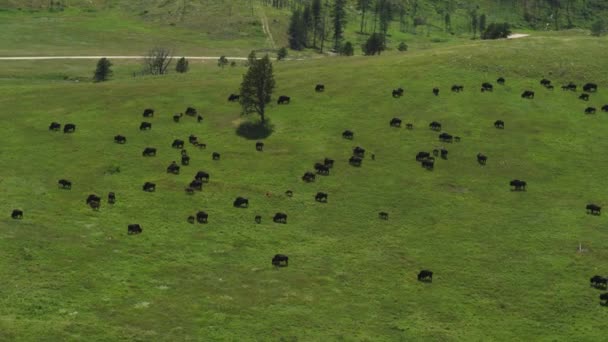 Filmisk Antenn Hjord Amerikansk Buffel Bete Och Promenader Grön Kulle — Stockvideo