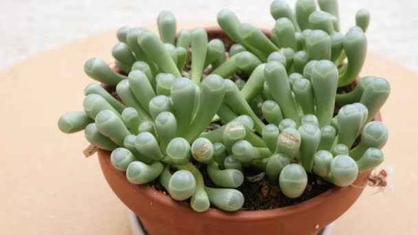 Fenestraria Aurantiaca Atau Jari Kaki Bayi Sukulen — Stok Video