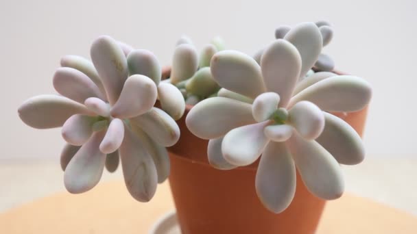 Pachyphytum Oviferum Rubra Szukkulens Forgó Lövés Fehér Háttérrel — Stock videók