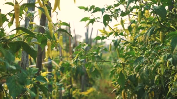 Färska Gröna Chilipeppar Plantagen Capsicum Frutescens Kryddig Grönska Video — Stockvideo