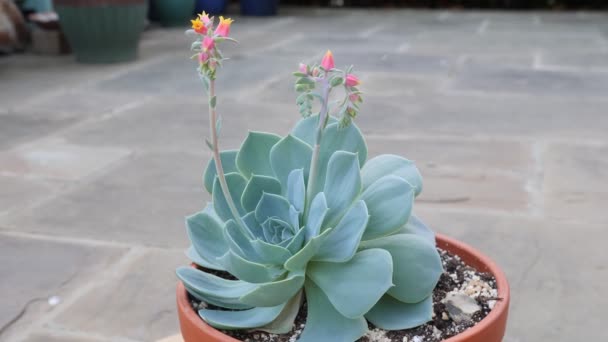 Succulent Echeveria Secunda Pumila Bloei Breed Draaiend Schot — Stockvideo