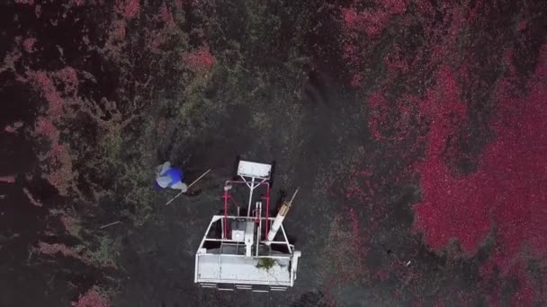 Preiselbeerbauer Überflutetem Preiselbeerfeld Während Der Erntezeit Herbst Kopfschuss — Stockvideo