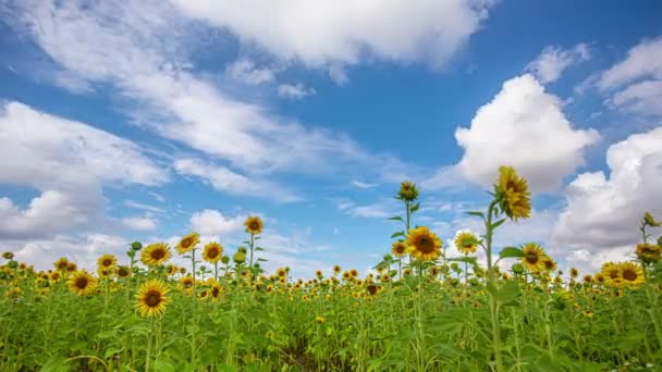 Alacsony Szögű Felvétel Virágzó Napraforgó Mező Nyáron Nap Fehér Felhők — Stock videók