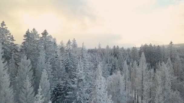 太陽が厚い曇りを通して輝きしようとすると ドイツのハルツ山脈の密林に雪で覆われた枝を持つ背の高い狭い松の木 ドローンドーリーショット — ストック動画