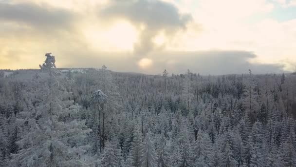 背の高い松で 雪に覆われた枝は若い松よりはるかに高く 背景に雲の後ろに夕日が隠されている密生した森の中にあります ドローンのパンニングショット — ストック動画