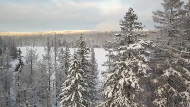 ドイツのハルツ山脈を背景に凍った湖で雪の層で覆われた大きな狭い松の木の緑の枝 2本の木の間を飛ぶドローン — ストック動画