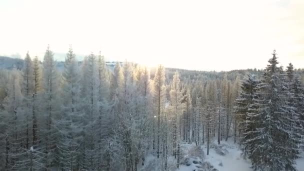 Panorama Aéreo Alrededor Las Copas Los Pinos Cubiertas Nieve Durante — Vídeos de Stock