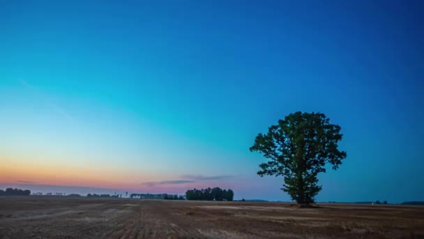 Статический Снимок Спелого Пшеничного Поля Вечернее Время Темнеет — стоковое видео