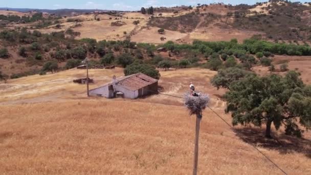 Alentejoのコウノトリの巣に向かって空中軌道 自然界の野生動物です ポルトガル — ストック動画