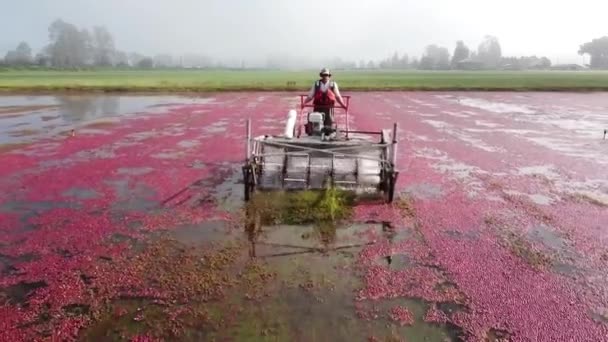 Fermier Faisant Récolte Humide Canneberges Dans Tourbière Dolly Out Drone — Video