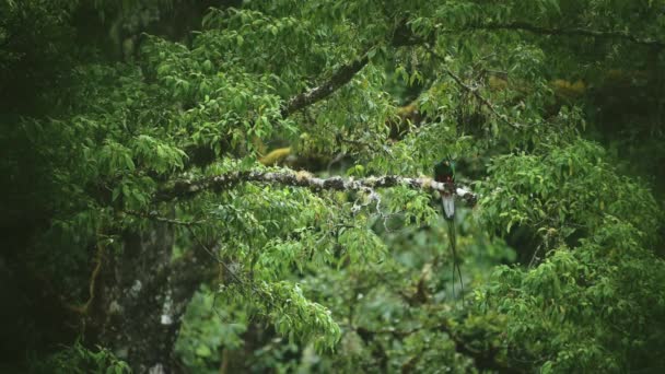 Resplendent Quetzal Pharomachrus Mocinno Tropical Bird Costa Rica Amazing Green — Vídeo de stock