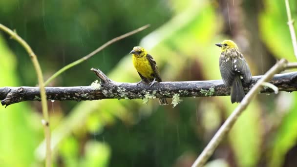 哥斯达黎加的两对热带鸟类 巴尔的摩猎户座 Icterus Galbula 热带雨林的一对五彩斑斓的鸟 栖息在哥斯达黎加圣杰拉尔多德多塔的一个分枝上 中美洲 — 图库视频影像
