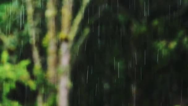 Βροχόπτωση Γκρο Πλαν Λεπτομέρεια Από Μεγάλες Σταγόνες Βροχής Πράσινα Δέντρα — Αρχείο Βίντεο