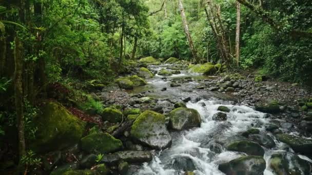 Rainforest River Landscape Costa Rica Beautiful Nature Tropical Jungle Scenery — Αρχείο Βίντεο