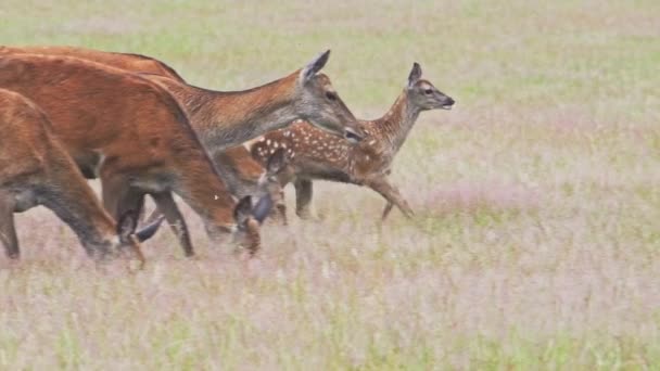 Slow Motion Cute Baby Red Deer Running Herd Het Voorjaar — Stockvideo