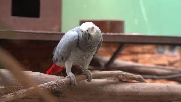 一只非洲灰鹦鹉的特写镜头 它栖息在树枝上 吃着它的兽皮 在鸟类保护区野生动物公园的周围环境里游玩 — 图库视频影像
