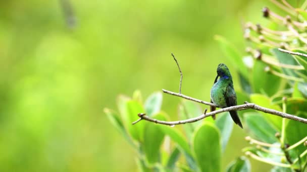 Costa Rica Hummingbird Wildlife Lesser Violtear Mountain Voilet Ear Aka — Αρχείο Βίντεο