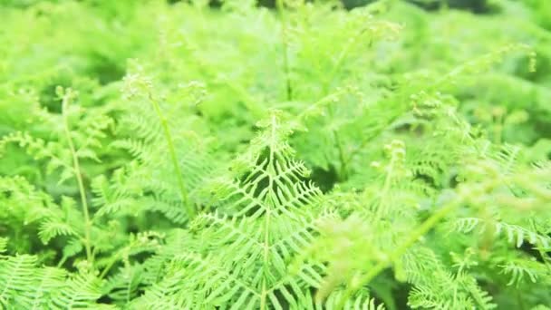 Green Fern Nature Background Printemps Richmond Park Londres Angleterre Royaume — Video