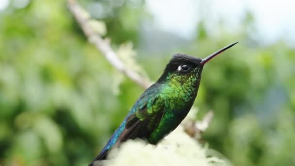 Costa Rica Fiery Throated Hummingbird Panterpe Insignis Pássaro Fechar Retrato — Vídeo de Stock