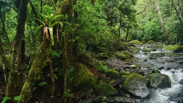 Bromeliad Tropical Plant Tree Rainforest River Scenery Costa Rica Beautiful — Αρχείο Βίντεο