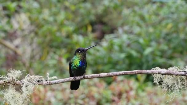 Costa Rica Fiery Throated Hummingbird Panterpe Insignis Rainforest Portrait Active — Stock video