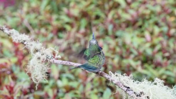 Costa Rica Hummingbird Lesser Violetire Hummingbird Colibri Cyanotus Καταπολέμηση Και — Αρχείο Βίντεο