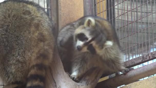 Animal Captif Gros Plan Une Créature Douce Raton Laveur Masqué — Video