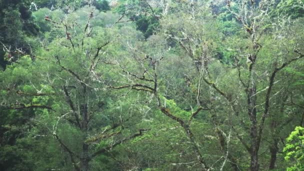 Lichen Rainforest Trees Close Detail Greenery Lush Green Scenery Tropical — Αρχείο Βίντεο