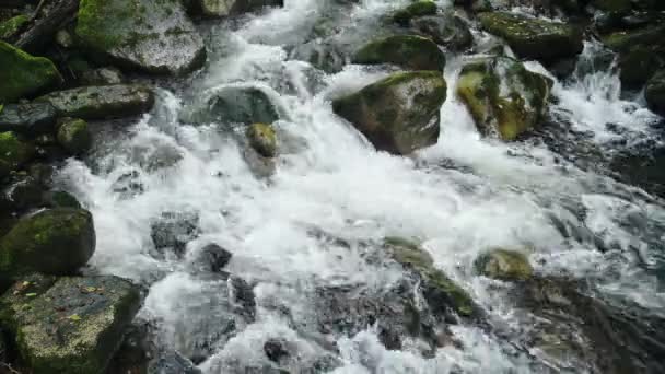 Κοντινό Πλάνο Λεπτομέρεια Του Rainforest River Τοπίο Στην Κόστα Ρίκα — Αρχείο Βίντεο