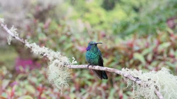 Costa Rica Lesser Violetear Hummingbird Colibri Cyanotus Bird Flying Landing — Stockvideo