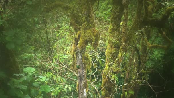 Male Resplendent Quetzal Pharomachrus Mocinno Rainforest Flying Leaing Its Birds — Stockvideo