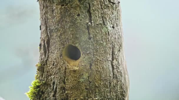 Aves Coloridas Costa Rica Toucanet Esmeralda Aulacorhynchus Prasinus Hermoso Pájaro — Vídeos de Stock