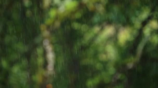 Detalle Cerca Lluvia Lluvia Estación Lluviosa Selva Tropical Verde Tormenta — Vídeos de Stock