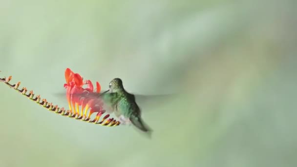 Talamanca Hummingbird Eugenes Spectabilis Flying Feeding Drinking Nectar Flowers Costa — ストック動画