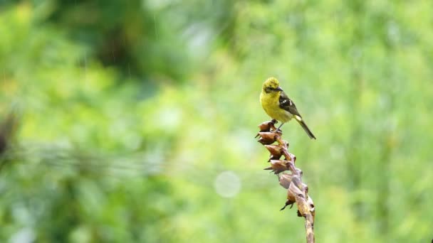 Costa Rica Wildlife Bird Rain Baltimore Oriel Icterus Galbula Lluvia — Vídeos de Stock