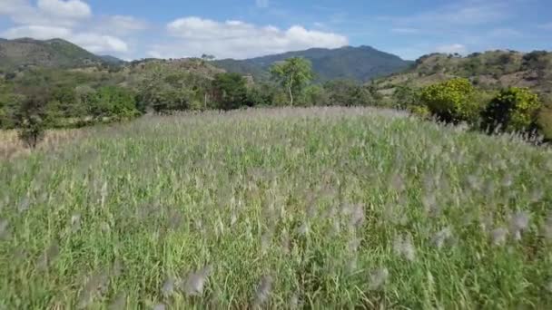 サンタアナ エルサルバドルの開花期のサトウキビ畑 Dolly — ストック動画