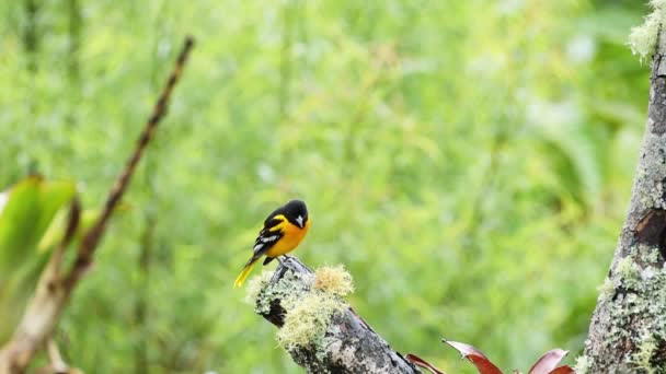 Kosta Rika Tropikal Kuş Baltimore Oriel Icterus Galbula Yağmur Ormanlarında — Stok video