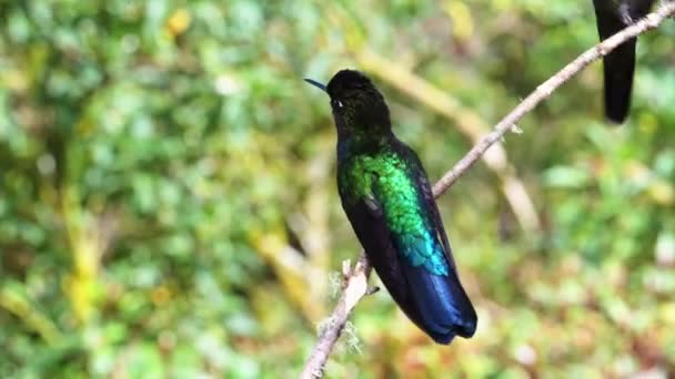 Costa Rica Fiery Throated Hummingbird Panterpe Insignis Rainforest Portrait Active — Stock video