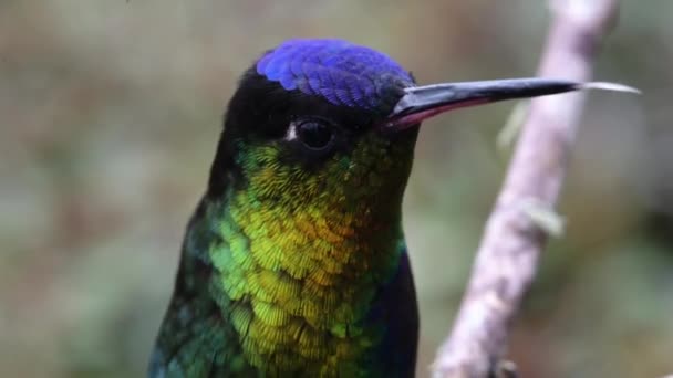 Kostaryka Ognisty Throated Koliber Panterpe Insignis Close Portret Kolorowy Ptak — Wideo stockowe