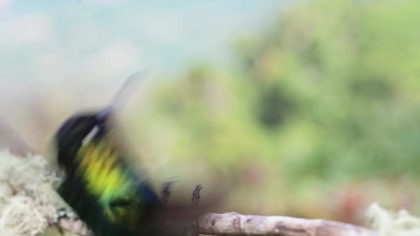 Costa Rica Fiery Throated Hummingbird Panterpe Insignis Close Portrait Colourful — Αρχείο Βίντεο