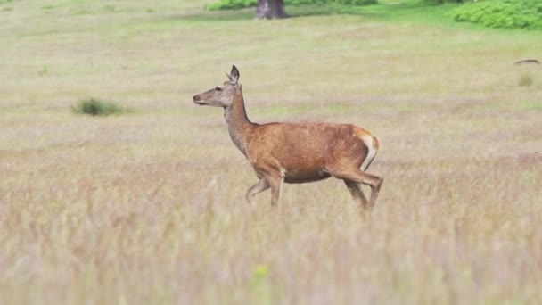 Slow Motion Female Red Deer Running Richmond Park Popular Wildlife — стоковое видео