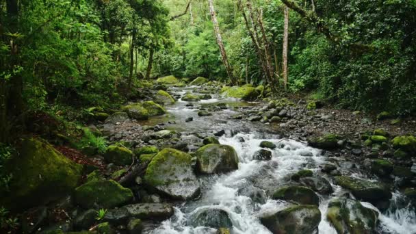 Paisaje Del Río Rainforest Costa Rica Hermosa Naturaleza Selva Tropical — Vídeos de Stock