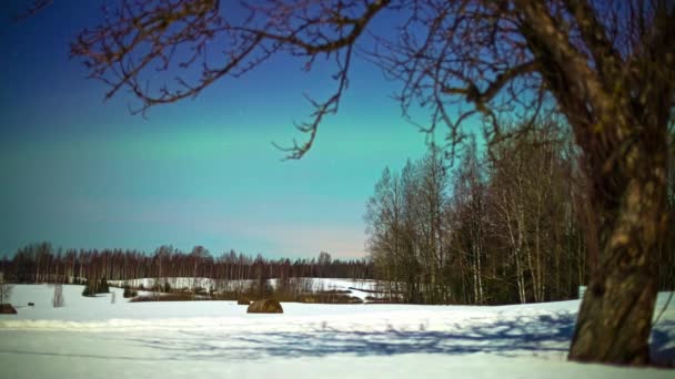 Timelapse Colpo Ombre Sugli Alberi Che Muovono Sulla Neve Scintillante — Video Stock