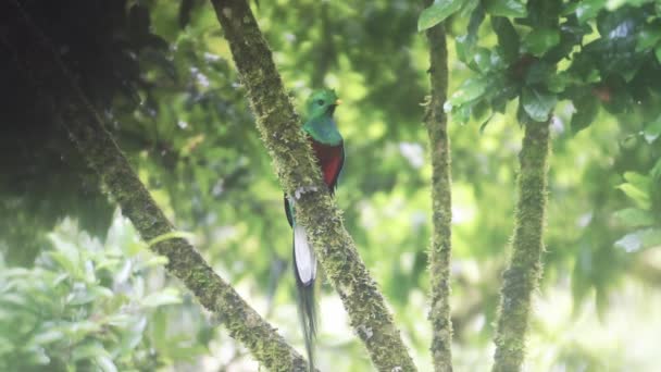 Quetzal Resplandecente Pharomachrus Mocinno Aves Tropicais Vida Selvagem Costa Rica — Vídeo de Stock