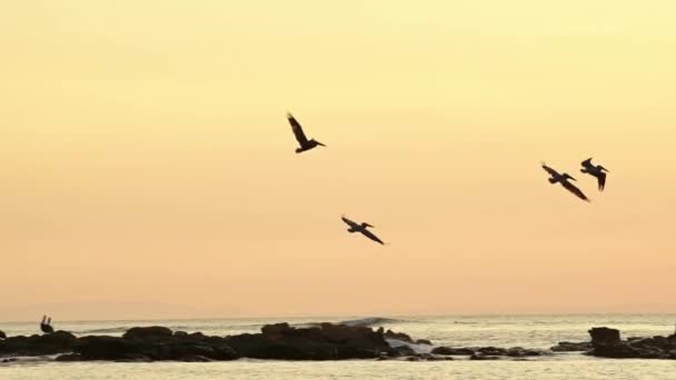 Amazing Wildlife Costa Rica Birds Flying Sun Brown Pelicans Pelecanus — стокове відео