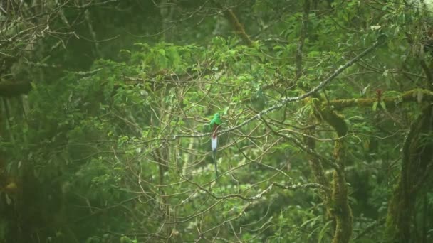 代表的なケツァル フラロラカルス モチーノ 有名な象徴的なコスタリカ鳥種 熱帯雨林の鳥 驚くべき緑鮮やかな色の明るい鳥 中央アメリカのバードウォッチング — ストック動画